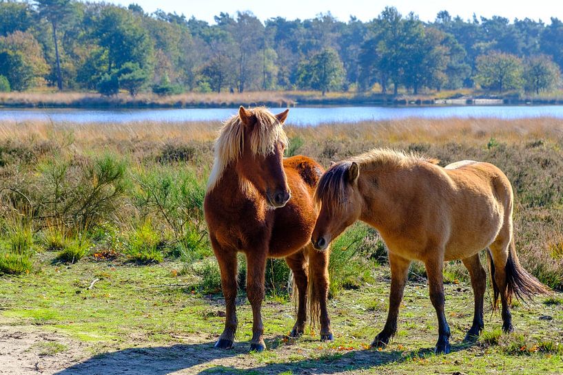 Horses in the Kampina by Willem Laros | Reis- en landschapsfotografie