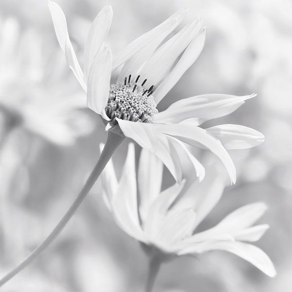 Ringelblume (Calendula) von Violetta Honkisz