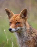 Vertical portrait fox