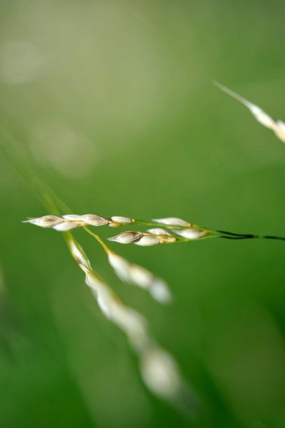 Graminées von Martine Affre Eisenlohr