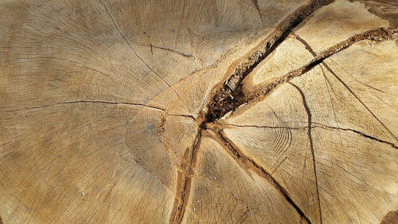 afgezaagde stronk  by Mr.Passionflower