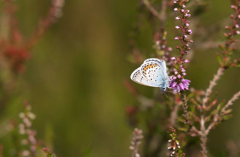 papillon par Merijn Loch
