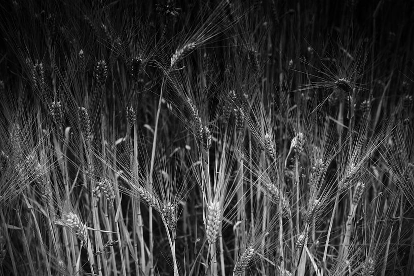 Blé noir blanc par Jan Brons