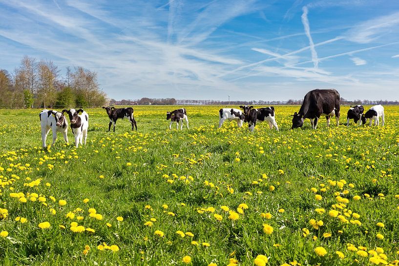 Mother cow with newborn calves in green meadow with yellow dandelions by Ben Schonewille