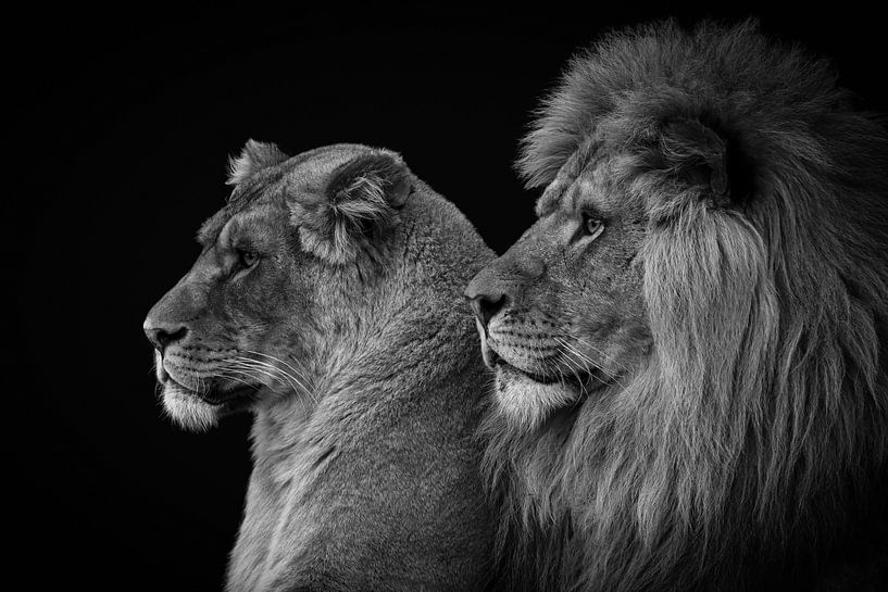 Lion and lioness portrait in black and white by By Marjolein Design