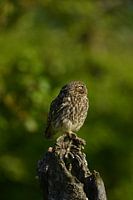 Little owl in the wild in May