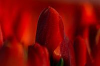 Tulipes rouges