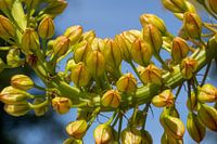 Nahaufnahme einer Traubenhyazinthe