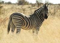 Zebra in Namibië, Afrika