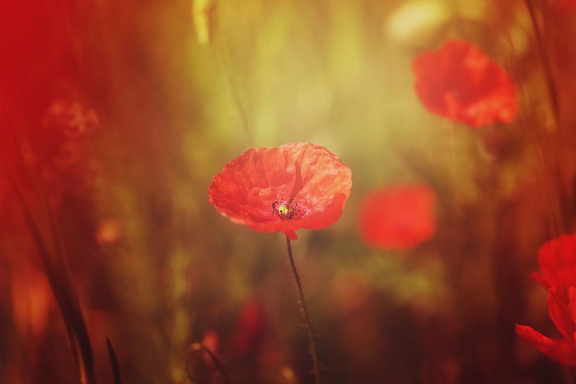 Entre...... par LHJB Photography