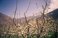 Blühender Apfelbaum