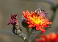 Zweefvliegje op Havikskruid