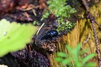 Des bousiers dans la forêt