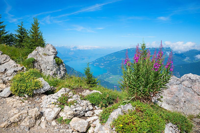 Weidenröschen Schynige Platte. Blick zum Thunersee Schweiz von SusaZoom