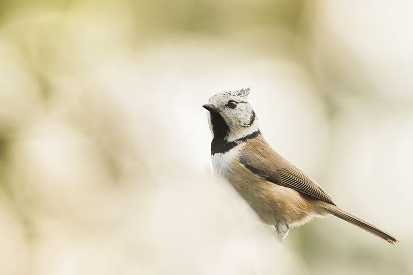 Atmospheric crested tit by Danny Slijfer Natuurfotografie