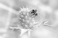 Abeille pendentif côtière sur houx bleu marine
