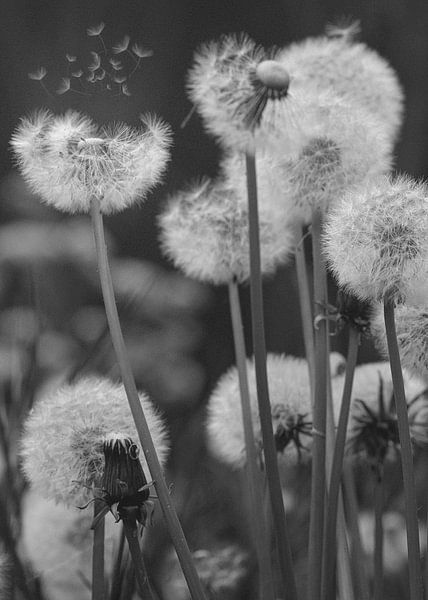 Dandelions with fluff blown away by Peter Bartelings