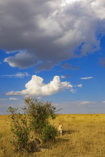 2 Löwinnen im Busch von Peter Michel