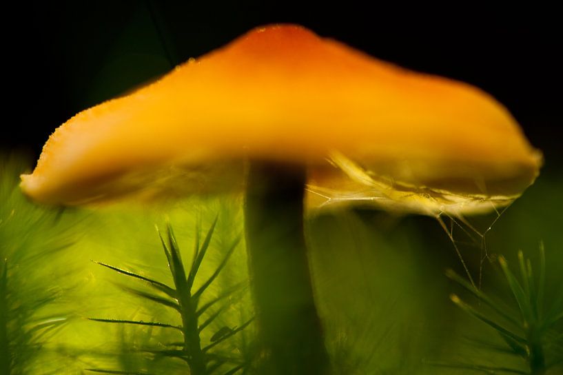 Red Cap - Paddenstoel voor kinderkamer von Andrea Gulickx