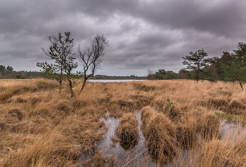 The old lake by Jan Roos