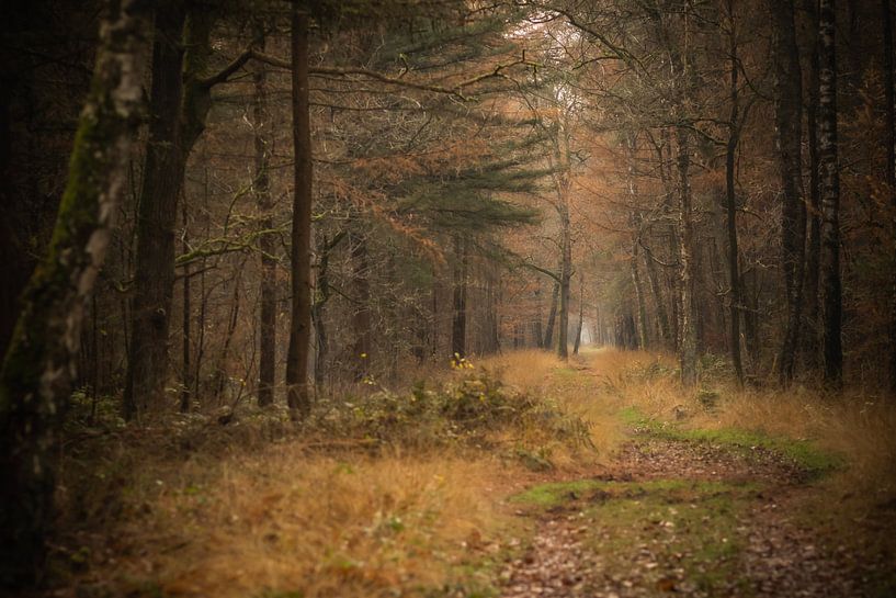 Coniferous forest by Mariette Kranenburg