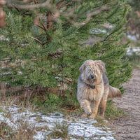 A 2nd life in the Netherlands