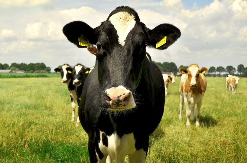 Neugierige Kühe von Corinne Welp