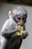 Betrapte witkruin-mangabey