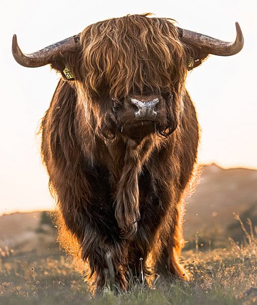 Schotse Hooglander van Karel Ton