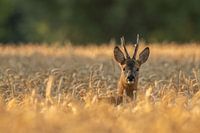 chevreuil dans le champ