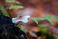 Fungus on dead wood