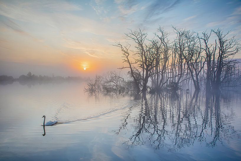 lever du soleil, lever du soleil, cygne par Karin Broekhuijsen