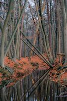 Reflection in the stream