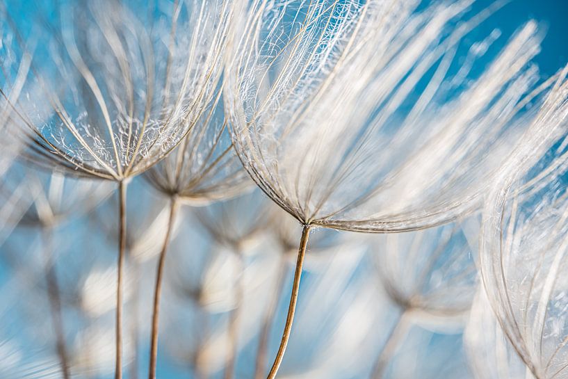Abstract blue and white: From fluff to lines by Marjolijn van den Berg