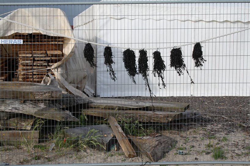 Zeewier aan de lijn von Jetty Boterhoek