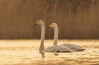 Cygnes sauvages avec le coucher du soleil.