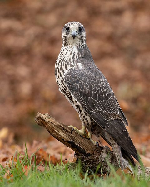 Sakervalk in herfstkleuren van Patrick van Bakkum