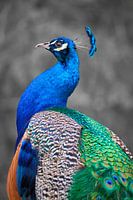 Paon bleu