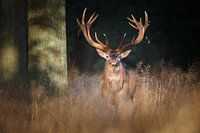 König des dunklen Waldes