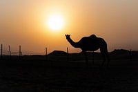 Dromedar bei Sonnenuntergang