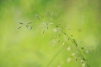 Green Green Gras of Home