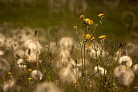 Les boutons d'or en pleine gloire