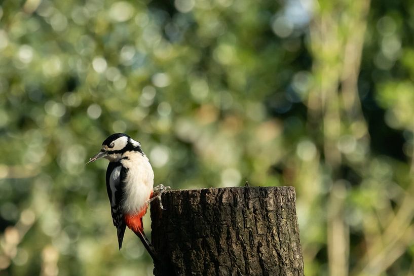Clin d'œil coloré par Marjoo