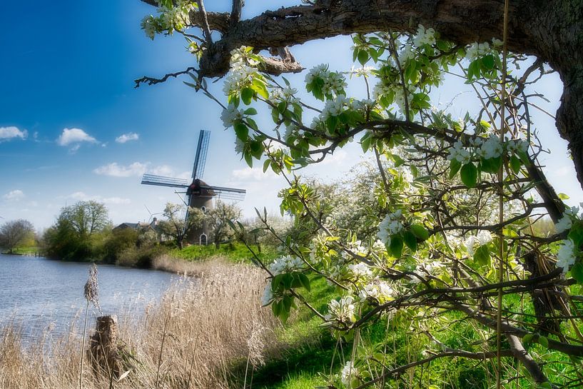 Die alte Mühle in der Betuwe-Landschaft von Tina Linssen