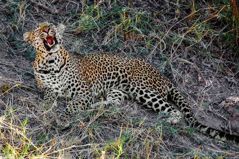 Gähnender Leopard von Peter Michel
