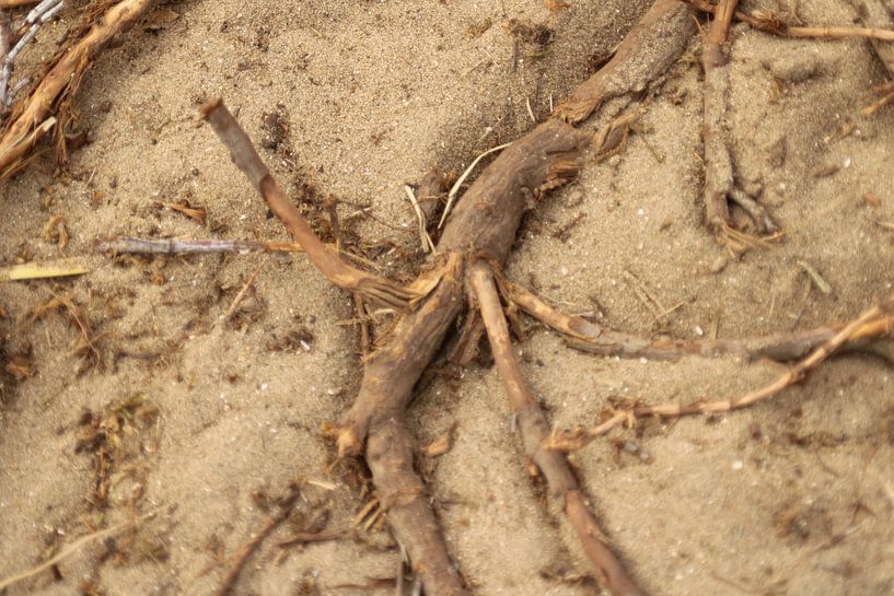 Tak van Niels Langerak