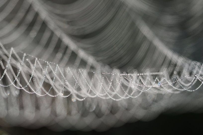 Spiderweb by Astrid Brouwers