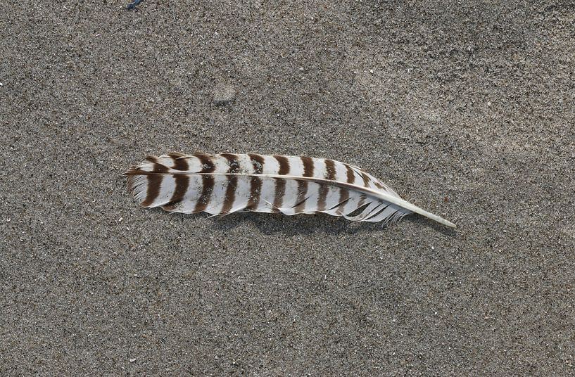 Une plume d'oiseau par Matthias Brix