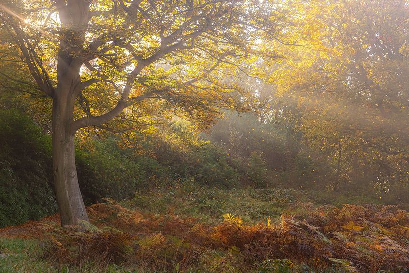 Sonnenstrahlen durch den Nebel von Yanuschka | Fotografie Noordwijk