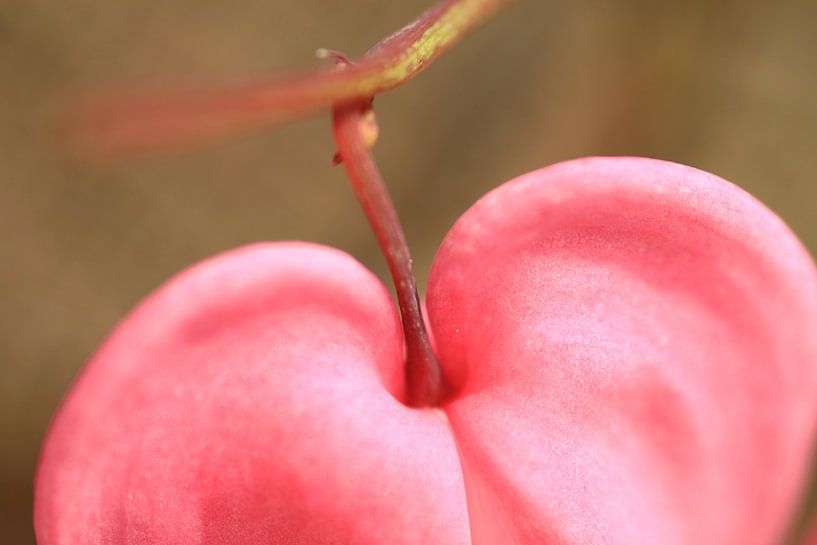 cœur par Marcel van Rijn